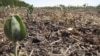 Seca causa miséria em zonas remotas da Huíla