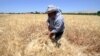 Syria's Food Production Hits 29-Year Low