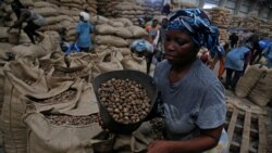 Guiné-Bissau: Há sinais positivos na exportação de castanha de caju