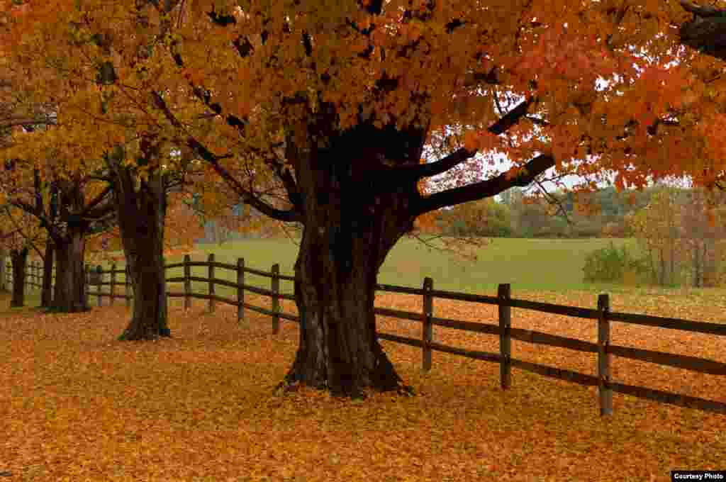 The colorful autumn tree-lined drive at Oatlands Plantation near Leesburg, Virginia, looks onto its front field. The 1,200-acre plantation succeeds in preserving the soul of the surrounding community. (© Kenneth Garrett Photography)