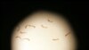 Schistosoma mansoni worms, the cause of schistosomiasis, a microscopic worm that claims claims 200,000 lives per year, seen through a microscope. 