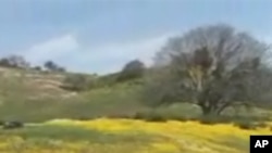加州野花