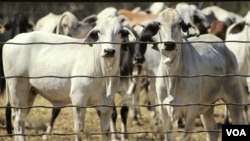 Sapi-sapi berada dalam kandang di Noonamah, Darwin, Australia sebelum diekspor ke luar negeri. (Foto: Dok)