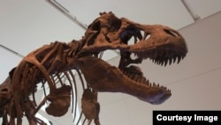 FILE - Tyrannosaurus rex went extinct in a relatively short compared to the dinosaur line that led to birds. (Credit: Royal Ontario Museum)