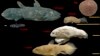 Ikan ‘Fosil Hidup’ Bisa Hidup 100 Tahun, Hamil Selama 5 Tahun 