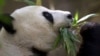美中延續熊貓保育合作 一對大熊貓即將抵達美國聖地牙哥動物園