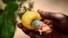Planting More Trees Seen as Means of Boosting Rural Incomes in Africa