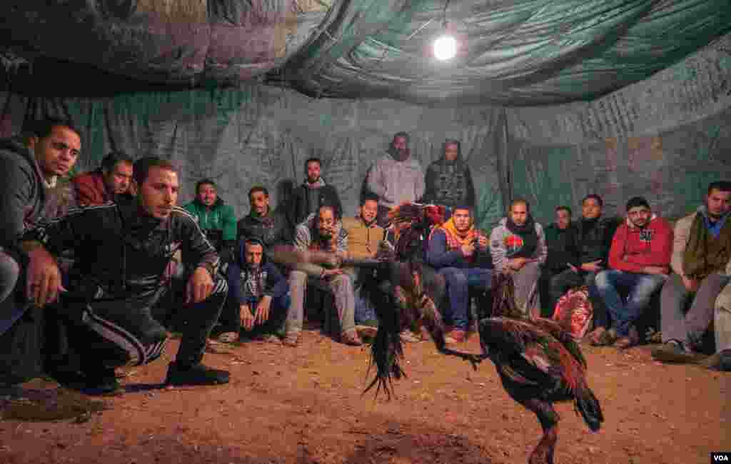 The fight ends when one of the roosters faints, or runs away from the other. (H. Elrasam/VOA)
