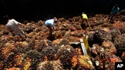 Para pekerja menyortir kelapa sawit di Lebak, Jawa Barat. 