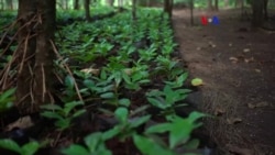 Renascer dum parque, o café Gorongosa