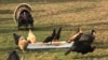Kali Ini Kalkun jadi 'Tamu Kehormatan' Perayaan Thanksgiving