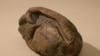 Mystery Fossil Found in Antarctica is Giant Egg, Scientists Say