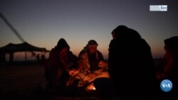 Egyptian Falconers Raise Awareness on World Falconry Day