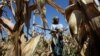 Subsistence farmer Joice Chimedza harvests maize on her small plot in Norton, a farming area outside Zimbabwe's capital, Harare, May 10, 2016. Many farmers have lost crops and cattle as the drought has gone on since 2015.