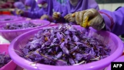 Para pekerja memisahkan putik safron dari bunga Safron yang baru dipanen di pusat pemrosesan di Provinsi Herat, Afghanistan, 12 November 2018. (Foto: AFP)
