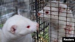 （资料照）哥本哈根一养貂场里的白色水貂