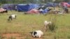 Zimbabwe: Inundações tiram abrigo a cerca de duas mil pessoas