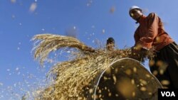 Di kawasan Asia-Pasifik meskipun kenaikan produksi beras dan gandum mendorong penurunan harga, FAO mengatakan harga pangan di Asia tetap tinggi.