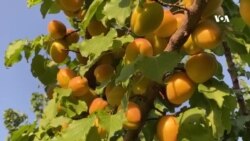 پرورش گونه‌های جدید زردآلو در افغانستان