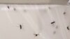 FILE - Mosquitoes live inside a stock cage in a mosquito laboratory at the London School of Hygiene and Tropical Medicine in London.