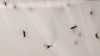 FILE - Mosquitoes live inside a stock cage in a mosquito laboratory in London, May 30, 2013.
