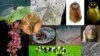 Glow-in-Dark Roach, World's Smallest Frog Among Top New Species