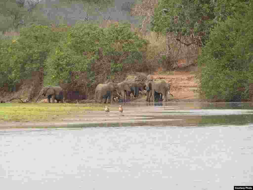 The price for poached ivory has seen a spike upward, largely because China prizes it as a symbol of wealth as well as a strong investment opportunity, like gold or diamonds. Pictured here are elephants roaming in the Selous Game Reserve, Tanzania. (Wikimedia)