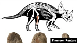 Three views of the fossilized leg bone with malignant bone cancer of the Cretaceous Period dinosaur Centrosaurus apertus, which lived approximately 76 million years in what is now the Canadian province of Alberta.