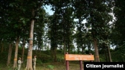 Home of Teak, Burma Forest (Photo credit U Maung Maung Soe)