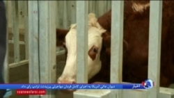 تلاش برای کاهش گاز متان تولید شده توسط گاوها
