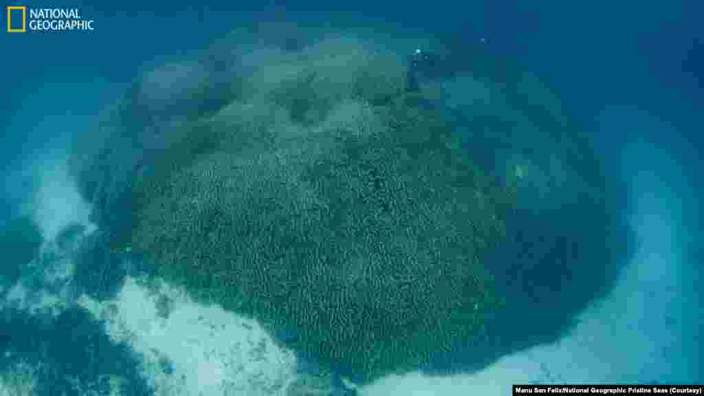 The world’s largest coral has been discovered in the Solomon Islands. Measuring 34 meters wide and 32 meters long, the gigantic organism is a complex network of coral polyps — tiny individual creatures — that have grown over a span of three centuries.