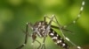 Lebih dari 100 Kasus Wabah Zika Merebak di India Utara 