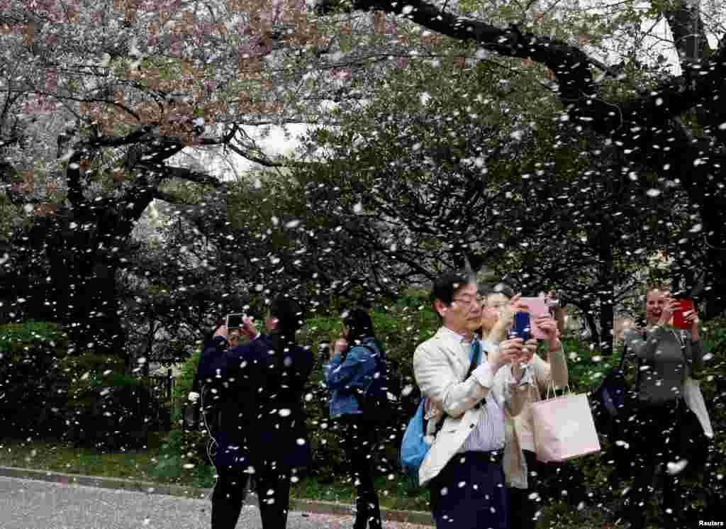 2018年4月2日,日本东京的一个公园里,落英缤纷,游客在花雨中拍照,把美丽的瞬间定格,变成日后永久的回忆。套用中国古代诗词来说,东风夜放花千树,更吹落,花如雨。