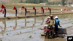 Para petani menanam padi di Chongsan Cooperative Farm di Distrik Kangso, Nampho, Korea Utara, 9 Mei 2022. Korea Utara telah menjadwalkan konferensi politik penting untuk membahas “tugas mendesak” untuk meningkatkan sektor pertaniannya. (Foto: AP)