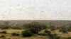 UN Warns Of 'Major Shock' As Africa Locust Outbreak Spreads