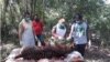 Konflik Satwa vs Manusia di Aceh Meningkat, Harimau dan Gajah Makin Terancam