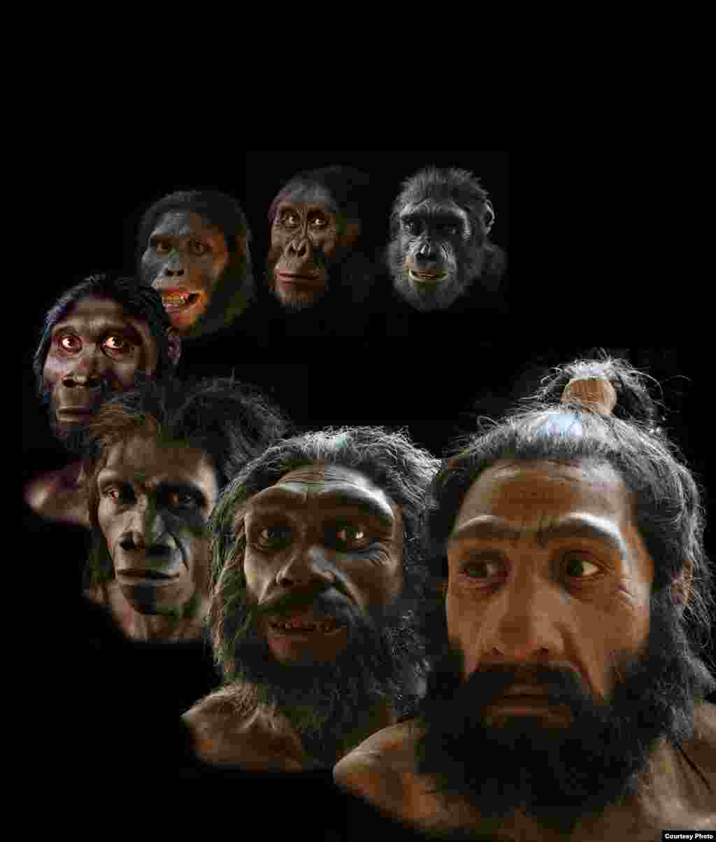 Rekonstruksi yang dilakukan seniman John Gurche mencakup lebih dari periode enam juta tahun evolusi manusia. (John Gurche, “Shaping Humanity”)