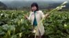 Bahaya bagi Ternak, Bunga Lily Arum Kuasai Sebagian Australia Barat