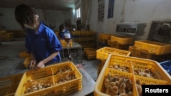 Para pekerja menyuntikkan anak-anak ayam dengan vaksin flu burung di sebuah peternakan di China. (Foto:dok)