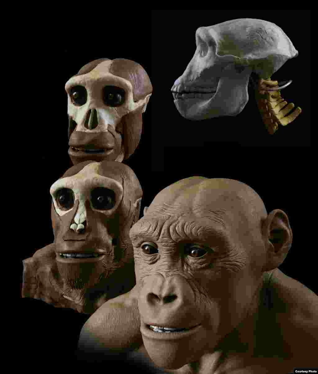 Seniman ini mengambil ide dari fosil-fosil tengkorak dan pengetahuan mengenai anatomi manusia dan kera untuk menciptakan model-model yang akurat secara forensik. (John Gurche, “Shaping Humanity”)