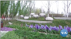 Expo Hortikultura Internasional Beijing 2019. (Foto: VOA/videograb)