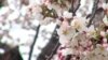 Cherry Blossoms Signal Spring, Hope in DC