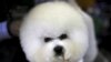  New App Lets Users Borrow, Share Dogs 