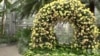 华盛顿美国植物园正在展示兰花