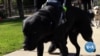 VOA英语视频: 导盲犬和协助犬是残障人士的好伙伴