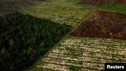 Hutan Indonesia, yang sebagian dibakar untuk pembukaan lahan di Riau. (Foto: Dok)