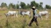 Seven Arrested in Killing of 37 in Central Mali