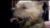 Dog Domestication Changes History