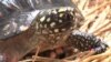 亞洲野生動物走私正在飛速增長