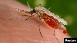 malaria